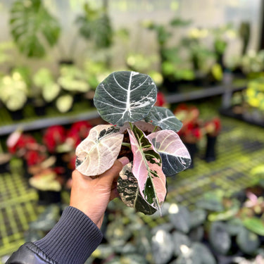 Alocasia Black Velvet pink Variegated