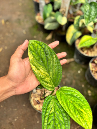 Monstera Karstenianum Variegated