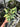 PS0932 Philodendron Cream Splash - Mature
