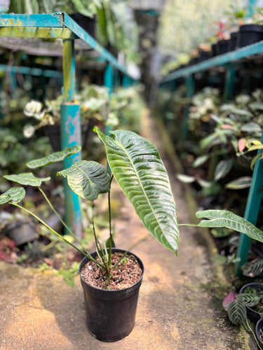 Anthurium king veitchii - Extra mature size - Plantstop.us