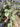 PS0937 Syngonium Green Splash - Mature