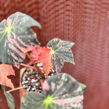 Begonia Black Fang Pink Variegated