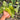PS10-01 Anthurium Veitchii Variegated