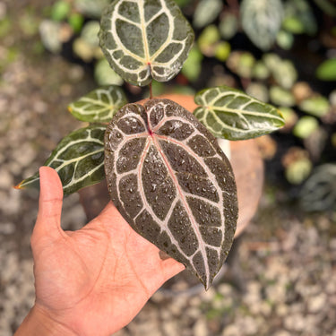 Ps10-08 Michelle Tortoise Grey x King Of Spades