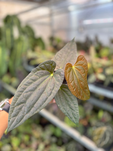 Anthurium Fort Sherman x Luxurians