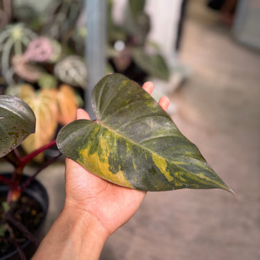 Philodendron Dark Lord Variegated
