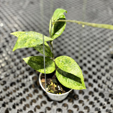 Hoya Finlaysonii Silver