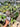 Ps10-55 Pterisanthes Sp West Borneo (Piper Batman)