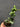 Hoya Lacunosa Sweet Love