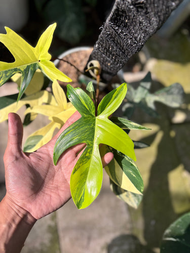 Ps10-23 Philodendron Florida Beauty