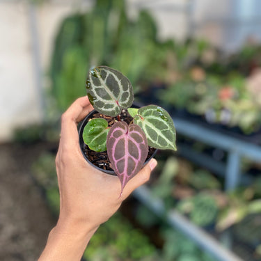 Anthurium Tortoise King X KOS