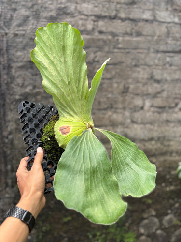 Platycerium elephantotis - Mature size