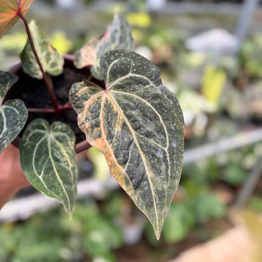 Anthurium Scarlet Moon Variegated