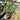 Anthurium Clarinervium - Mature size - Plantstop.us