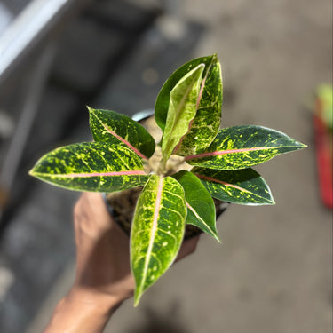 Aglaonema Donacarmen Santi