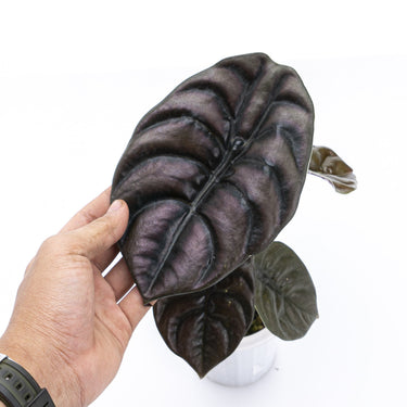 Alocasia Cuprea