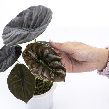 Alocasia Cuprea