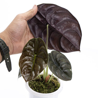 Alocasia Cuprea