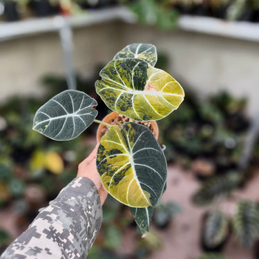 Alocasia Black Velvet Aurea