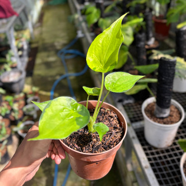 Alocasia Cucullata Variegated