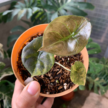 Alocasia Cuprea Latte
