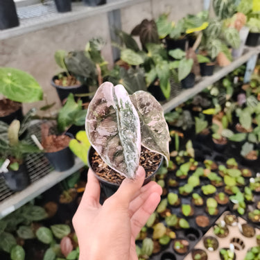 Alocasia Cuprea Variegated Medium