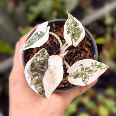 Alocasia Cuprea Variegated Little