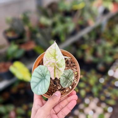 Alocasia Nebula Variegated