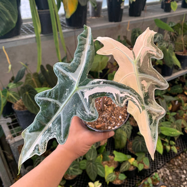 Alocasia Nobilis Variegated