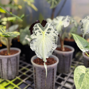 Alocasia Venom