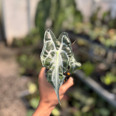 Alocasia Venom - Small