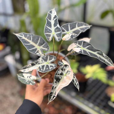 Alocasia bambino variegated