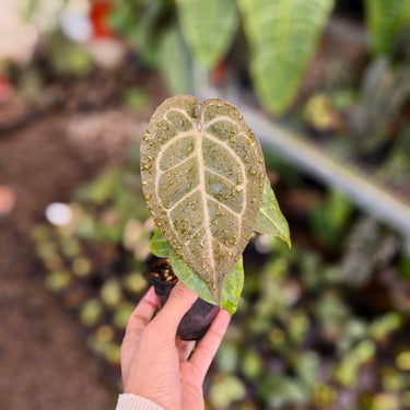 Anthurium Angela Black widow X Red Legacy