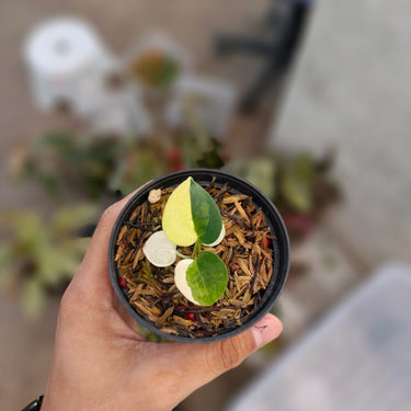 Anthurium Black Venom x TWH