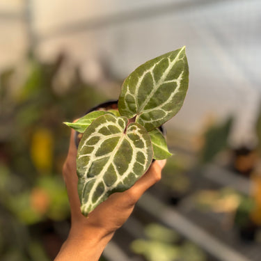 Anthurium Chocolate x Red Crystallinum