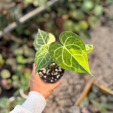 Anthurium Clarinervium Variegated