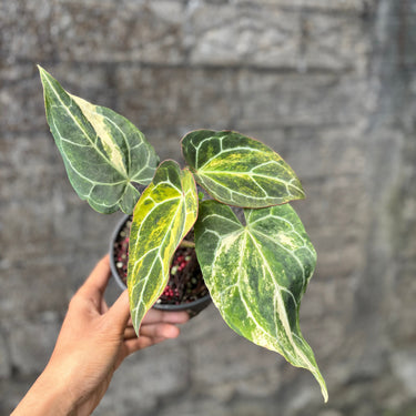 Anthurium Crystallinum Red Stem Variegated