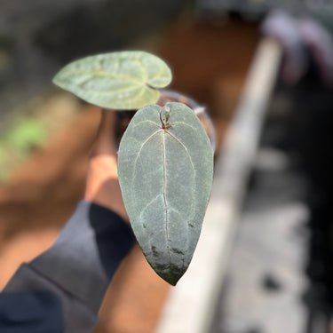 Anthurium Dark & Handsome
