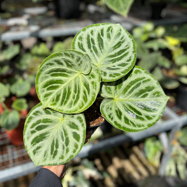 Anthurium Dorayaki Silver āthick veinā - A close-up of a green houseplant with large, heart-shaped leaves featuring prominent light green to white variegated veining, held by a hand in a nursery or greenhouse setting with other plants blurred in the background.