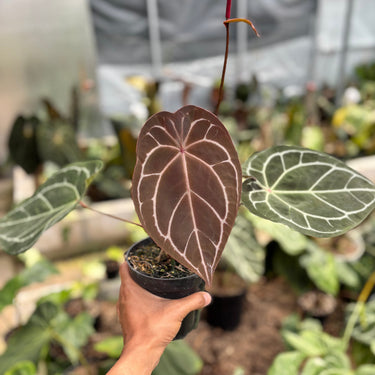 Anthurium Forgertii x (Tortoise Grey x Michelle)