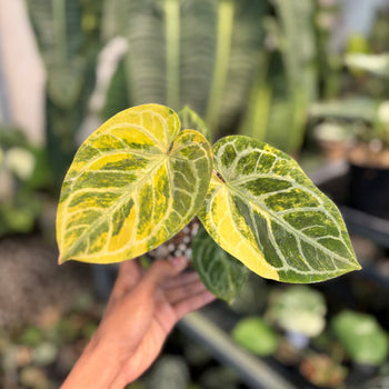 Anthurium Hellboy