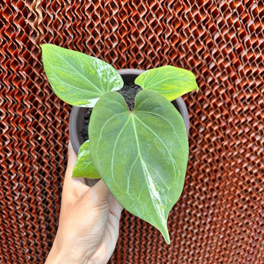 Anthurium KOS White Variegated