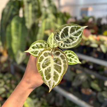 Anthurium King Of Spades X Red Crystallinum