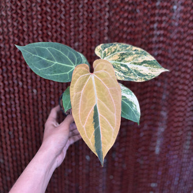 Anthurium Magna Porti x Ferrari Variegated