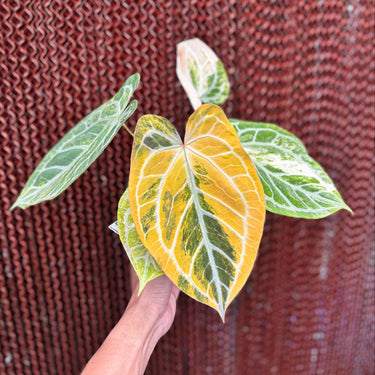 Anthurium Magna x Hellboy Variegated