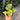 A small potted plant with variegated green and yellow leaves being held by a hand, with a blurred outdoor background.