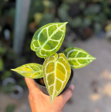 A small potted plant with variegated green and yellow leaves being held by a hand, with a blurred outdoor background.