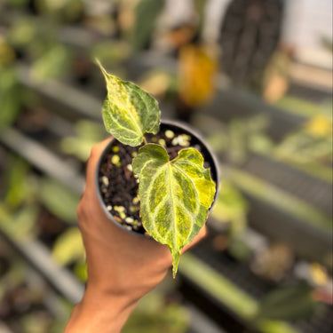 Anthurium Muchlis Hybrid