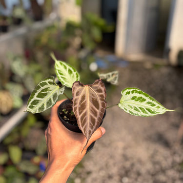Anthurium Muchlis x Red Crystal