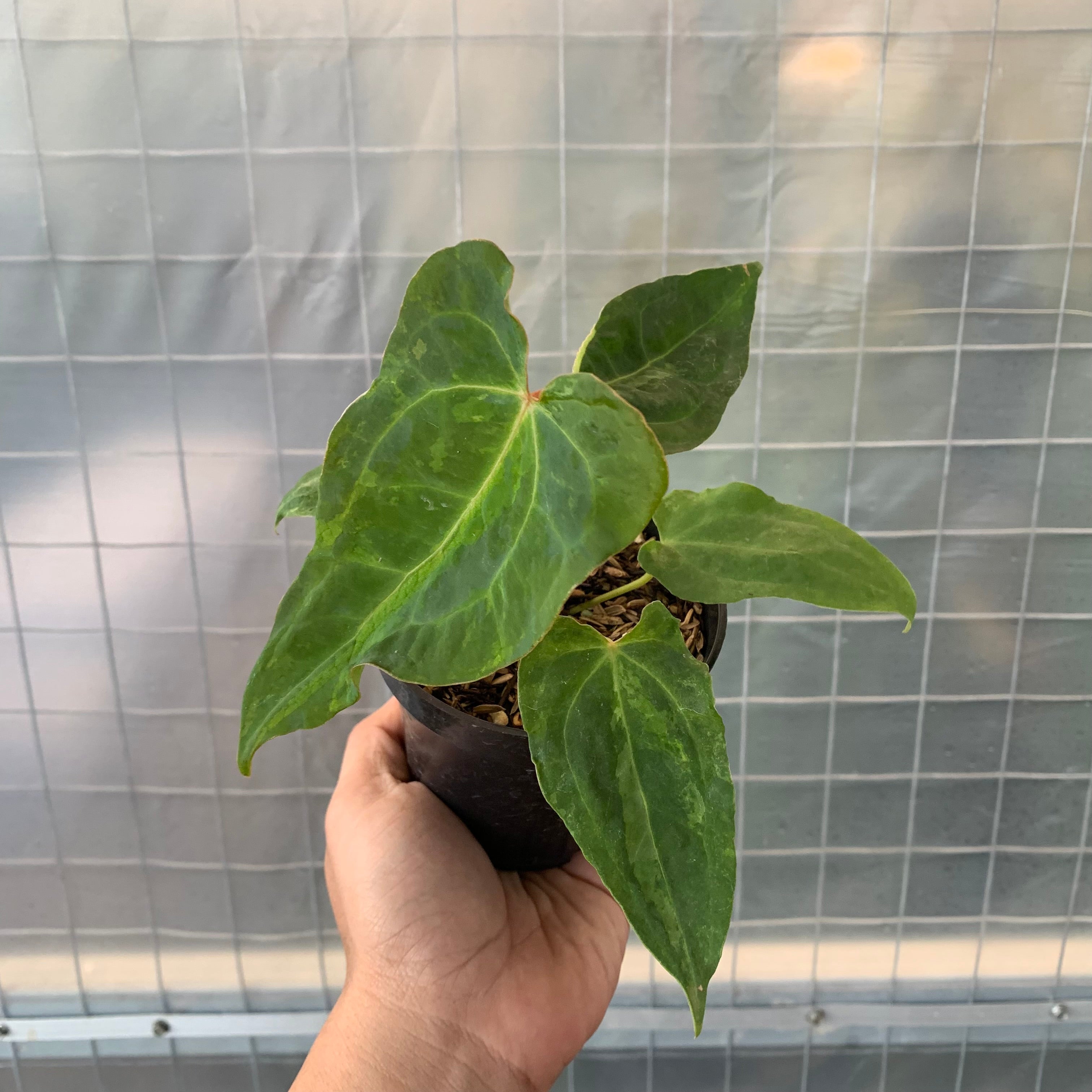 Anthurium 'Forgetii' variegated (wk8-UJ)
